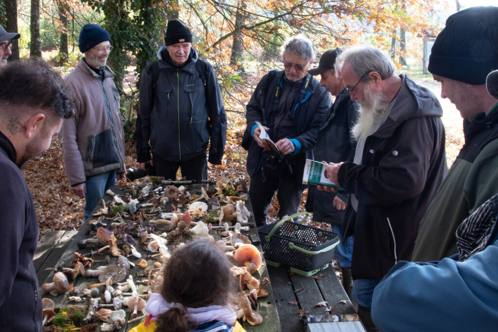 Sortie champignons en novembre 2024